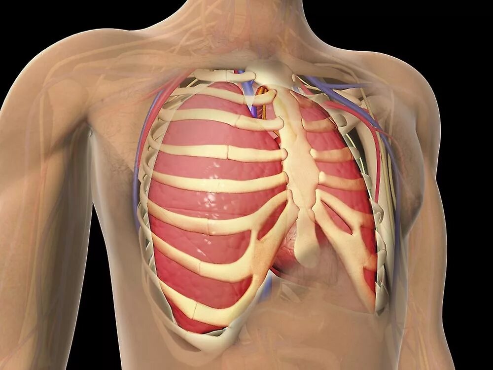 Расположение сердца у человека фото Cutaway view of human lungs and rib cage. Poster Fruugo FR