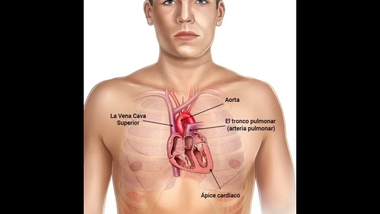 Расположение сердца у человека фото MANIOBRAS PARA APOYAR LA AUSCULTACION CARDIACA ESTENOSIS MITRAL E INSUFICIENCIS 