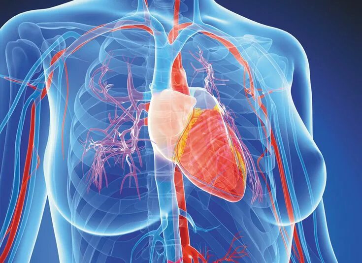 Расположение сердца у человека фото Monitoring a narrowed, stiff aortic valve Monitor, Calcium deposits, Health