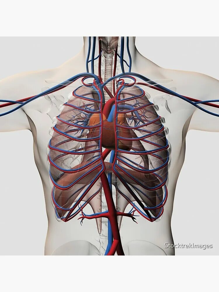 Расположение сердца у мужчины фото "Medical illustration of male chest with arteries, veins, heart and rib cage." A