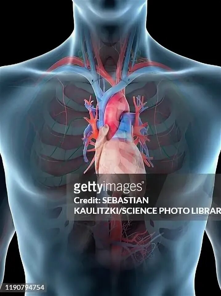 Расположение сердца у мужчины фото Heart Anatomy Illustration High-Res Vector Graphic - Getty Images