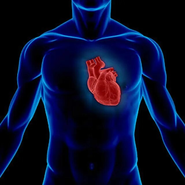 Расположение сердца у мужчины фото Keep your heart healthy. :) Heart palpitations, Blood pressure remedies, Blood p