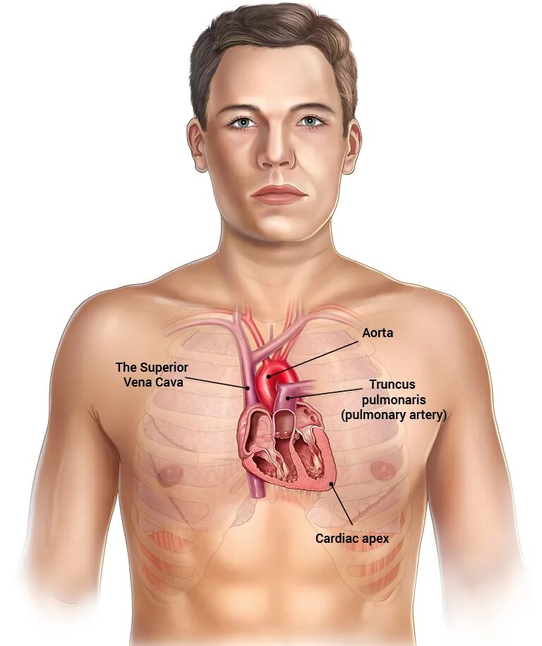 Расположение сердца у мужчины фото Где находится сердце фото - ViktoriaFoto.ru