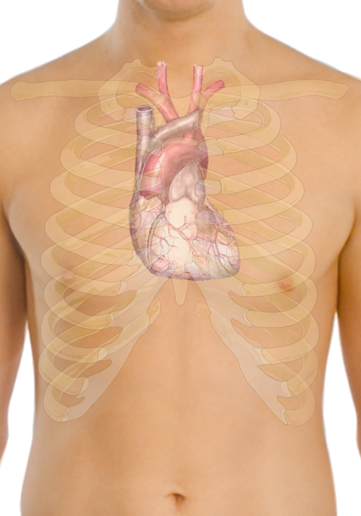 Расположение сердца у мужчины фото Файл:Surface anatomy of the heart.png - Википедия