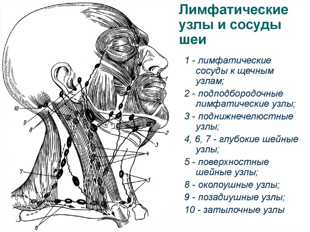 Расположение шейных лимфоузлов у человека схема Регионарные лимфатические узлы схема