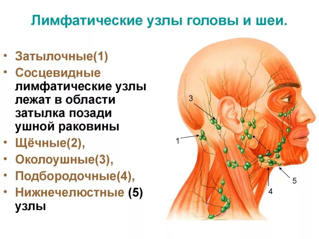 Расположение шейных лимфоузлов у человека схема Лимфоузлы на шее температура: найдено 29 изображений