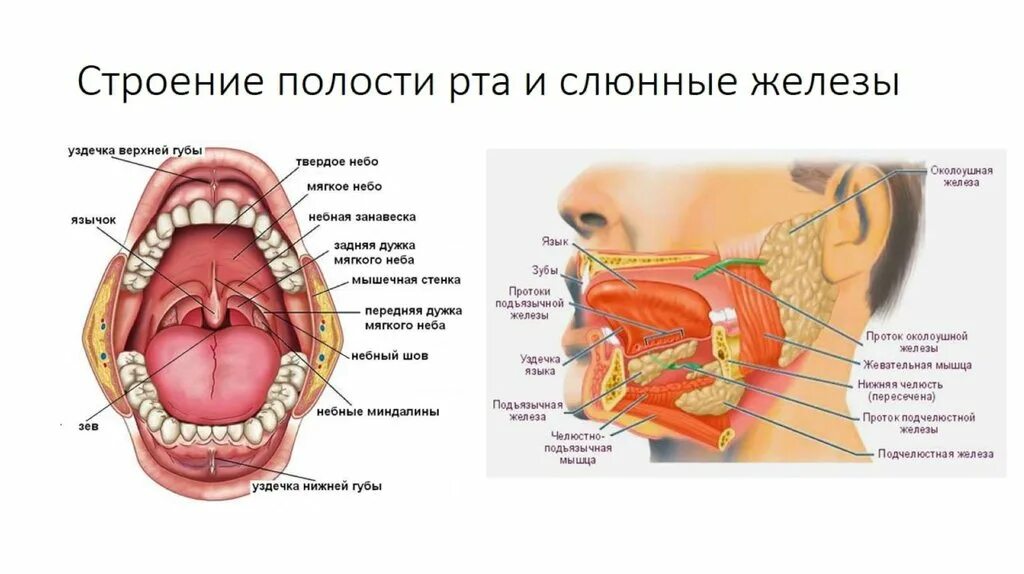 Расположение слюнных желез у человека схема Внутренняя полость рта