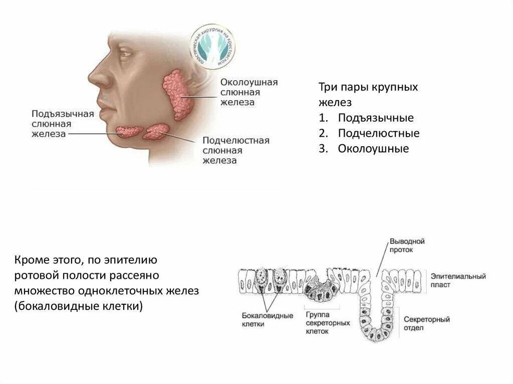 Расположение слюнных желез у человека схема Какие слюнные железы обозначены на рисунке: найдено 89 изображений