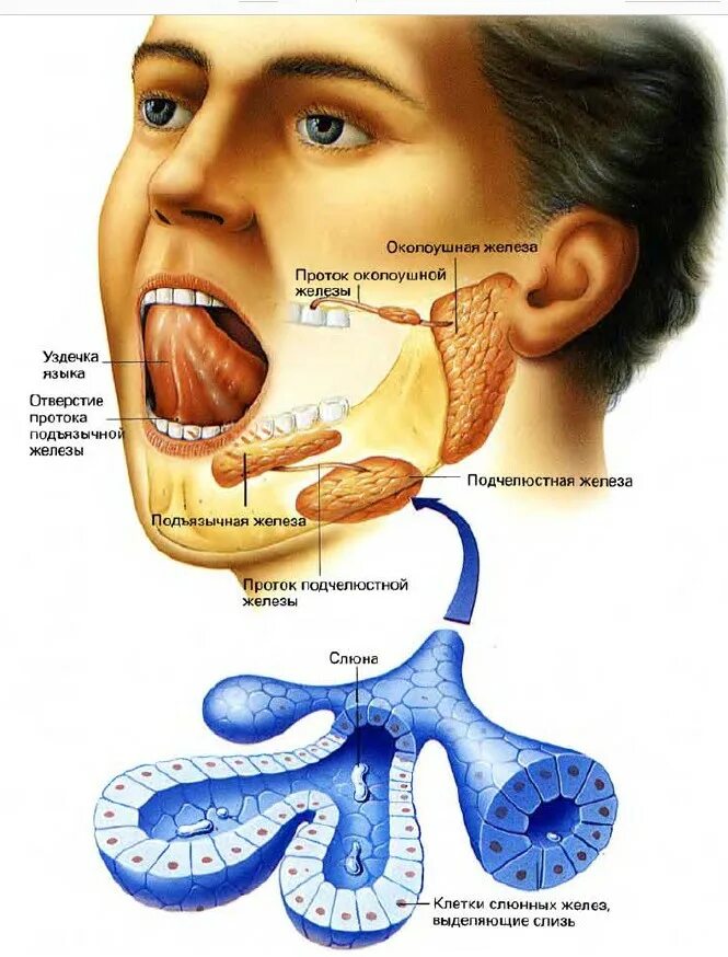 Расположение слюнных желез у человека схема Почему во рту вязкая слюна - найдено 83 картинок