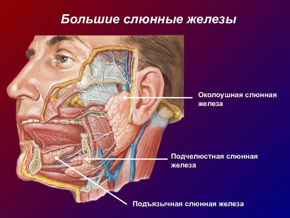 Расположение слюнных желез у человека схема Околоушная железа поднижнечелюстная подъязычная