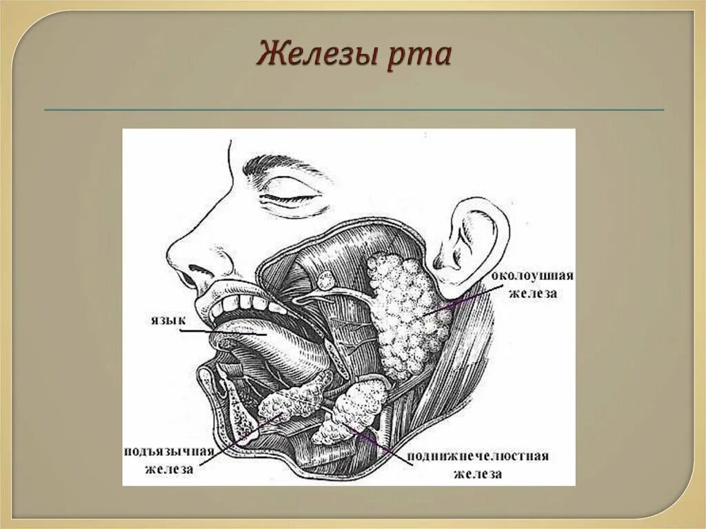 Расположение слюнных желез у человека схема Какие слюнные железы обозначены на рисунке: найдено 89 изображений