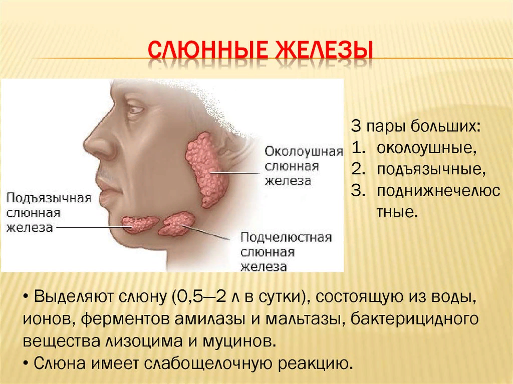 Расположение слюнных желез у человека схема Почему выделяется слюна у человека: найдено 89 изображений