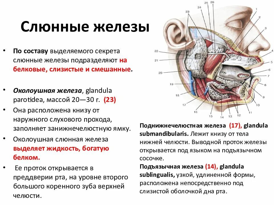 Расположение слюнных желез у человека схема Картинки ЛИЦЕВОЙ ЖЕЛЕЗА ОКОЛОУШНАЯ СЛЮННАЯ