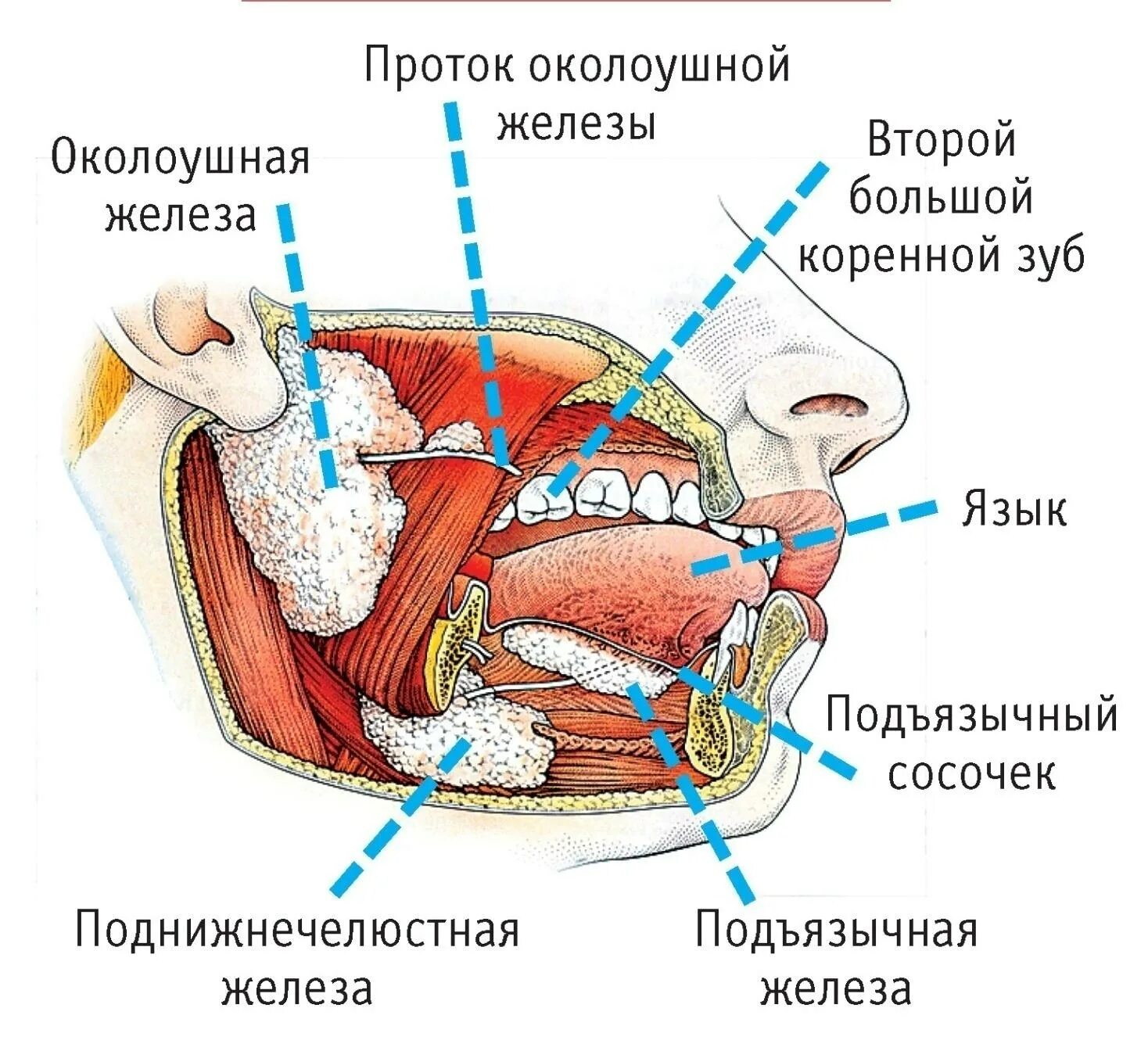 Расположение слюнных желез у человека схема Слюнные железы