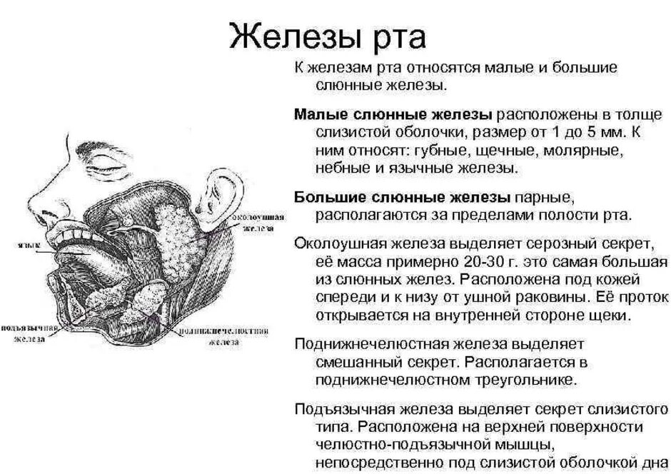 Расположение слюнных желез у человека схема Картинки СЛЮННЫЕ ЖЕЛЕЗЫ В ОБЪЕМЕ