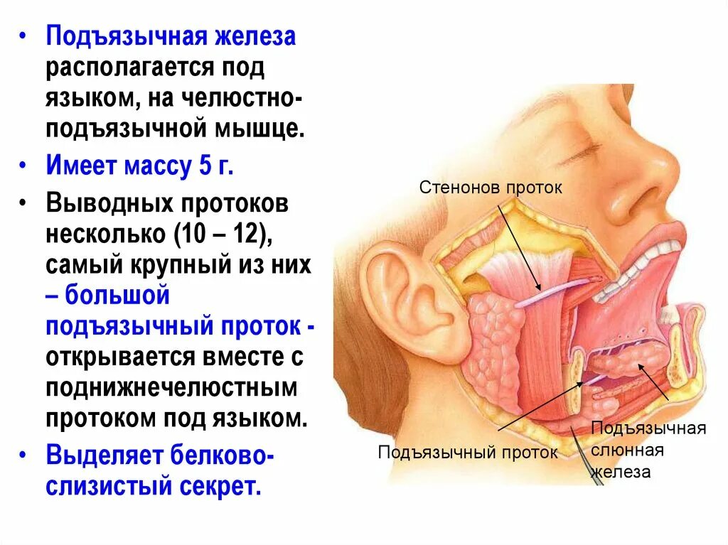 Расположение слюнных желез у человека схема Картинки СЛЮННАЯ ЖЕЛЕЗА НА ЛАТЫНИ