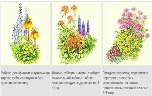 Расположение цветов схема Цветник с люпинами схема клумба