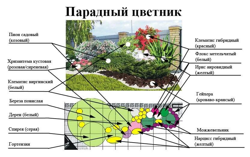 Расположение цветов схема Красивые клумбы вдоль забора своими руками: описание и схемы