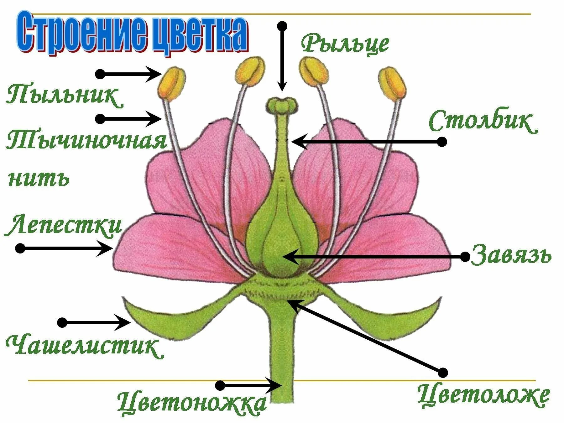 Расположение цветов схема Пестик расположен