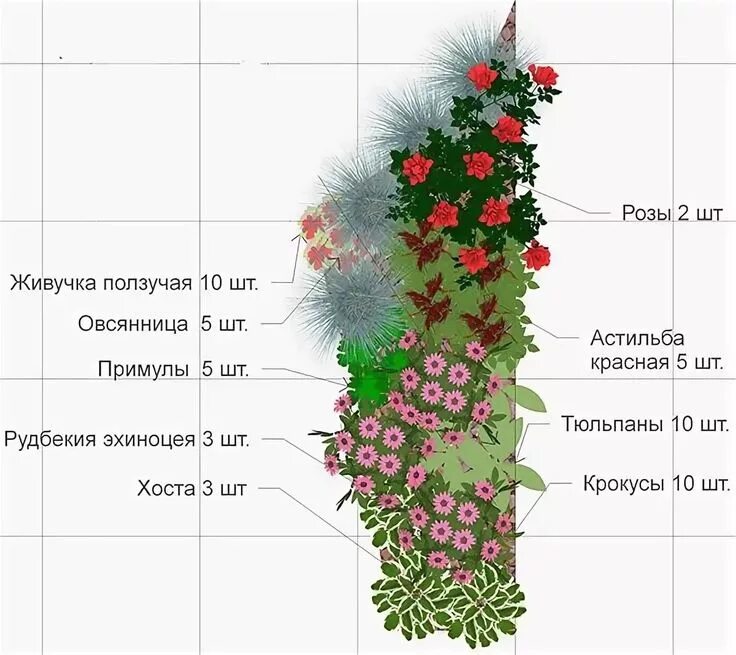 Расположение цветов схема клумба непрерывного цветения из многолетников схемы: 5 тыс изображений найдено в