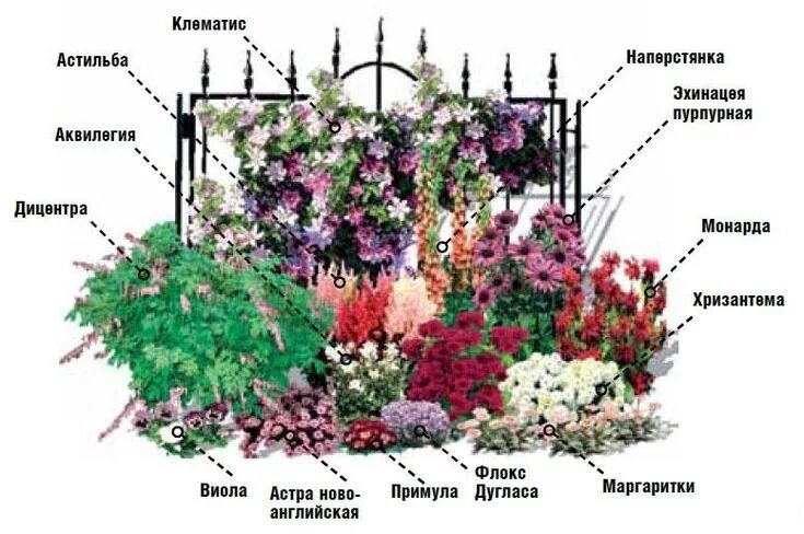 Расположение цветов схема 11 схем самых красивых цветников с указанием всех растений. Цветник, Композиции 