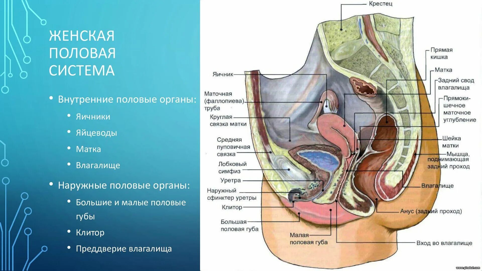 Расположение точки g схема Анатомия.Ткани ОДА внутренние_органы.Раздел_4_11-12.pdf - Speaker Deck