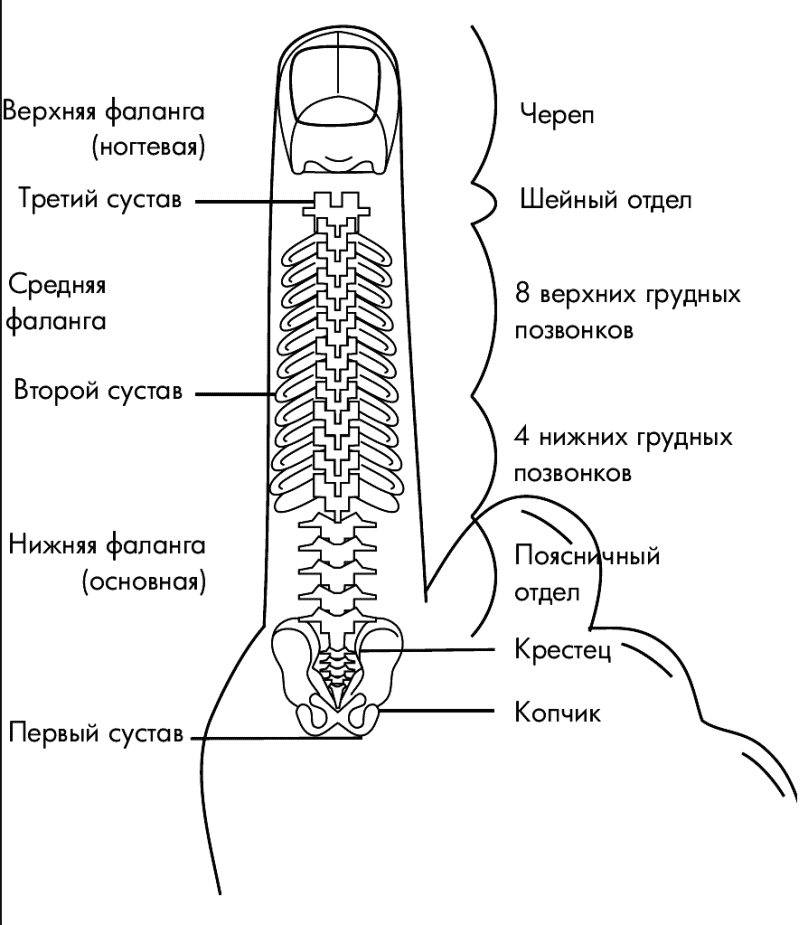 Расположение точки g схема Читать книгу Су-Джок лечит: мигрень, кашель, боль в спине, тяжесть в желудке Ген