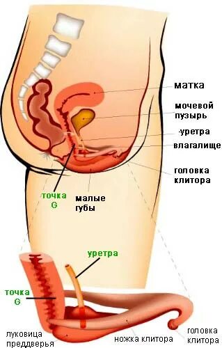 Расположение точки g схема Что такое точка G?