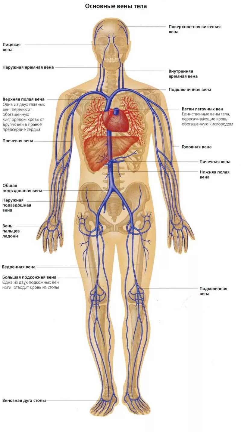 Расположение вен человека схема Причины варикозного расширения вен у женщин, о которых умалчивает