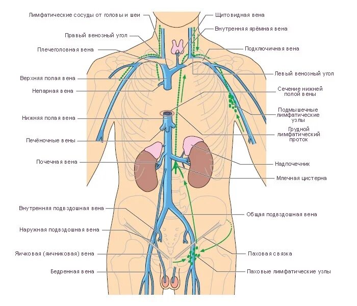 Расположение вен человека схема ■ СИСТЕМА НИЖНЕЙ И ВЕРХНЕЙ ПОЛЫХ ВЕН ■ 2023 Skillkovo school ВКонтакте