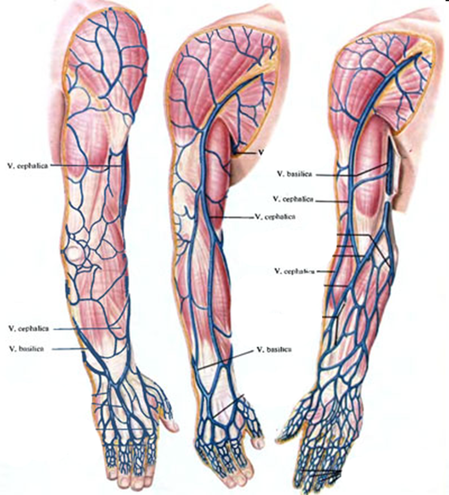 Расположение вен человека схема Медиальная вена