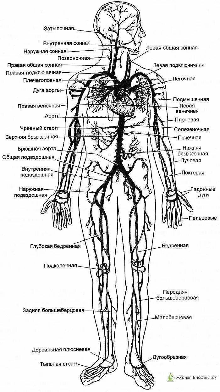 Расположение вен человека схема Скачать картинку АРТЕРИАЛЬНЫЕ АРТЕРИИ № 3