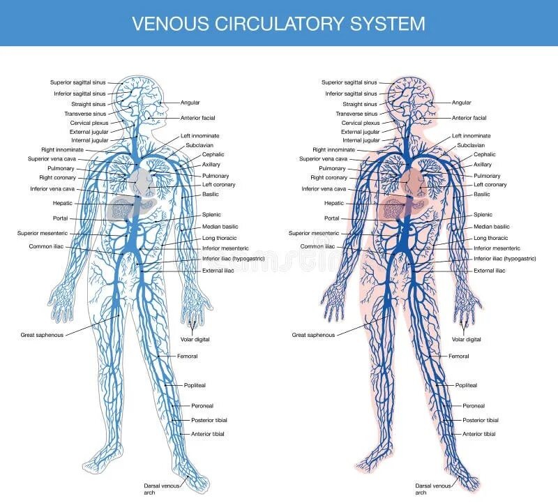 Расположение вен человека схема Medical Description of the Venous System of Blood Stock Vector - Illustration of