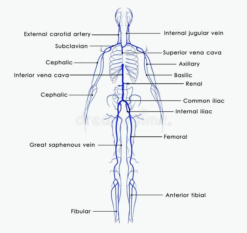 Расположение вен человека схема Pin on Enregistrements rapides in 2024 Muscular system, Human brain anatomy, Ana