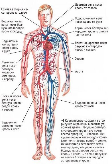 Расположение вен человека схема Испытанно на себе, часть 3 (заключительная) - DRIVE2