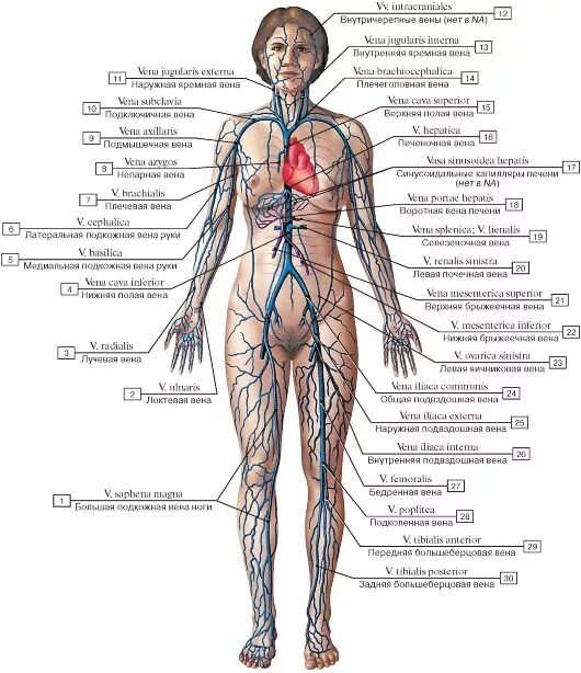 Расположение вен человека схема Какая самая большая вена у человека: найдено 80 изображений
