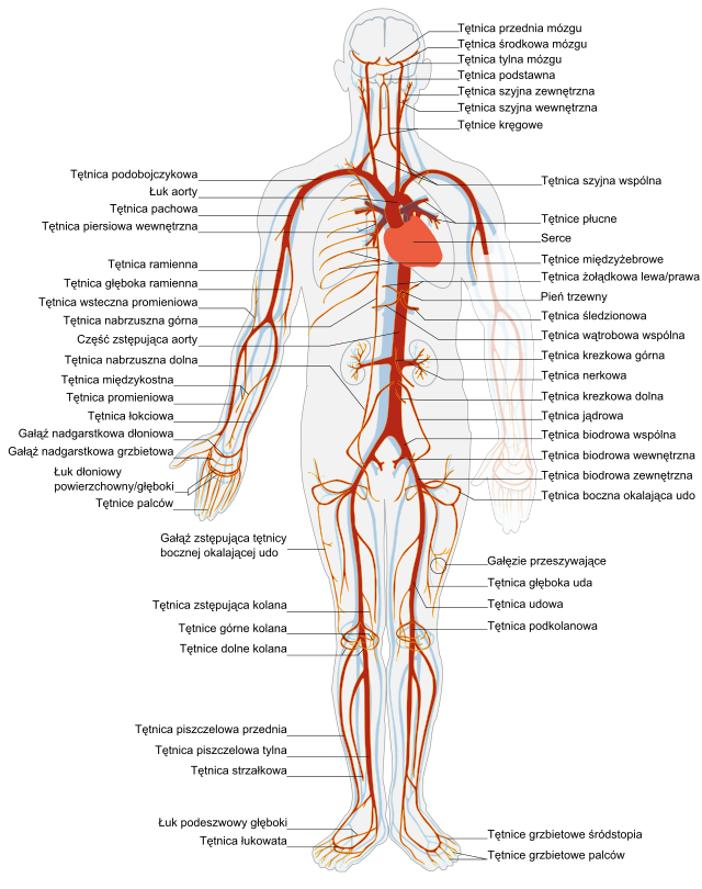 Расположение вен человека схема File:Arterial system pl.svg - Wikipedia