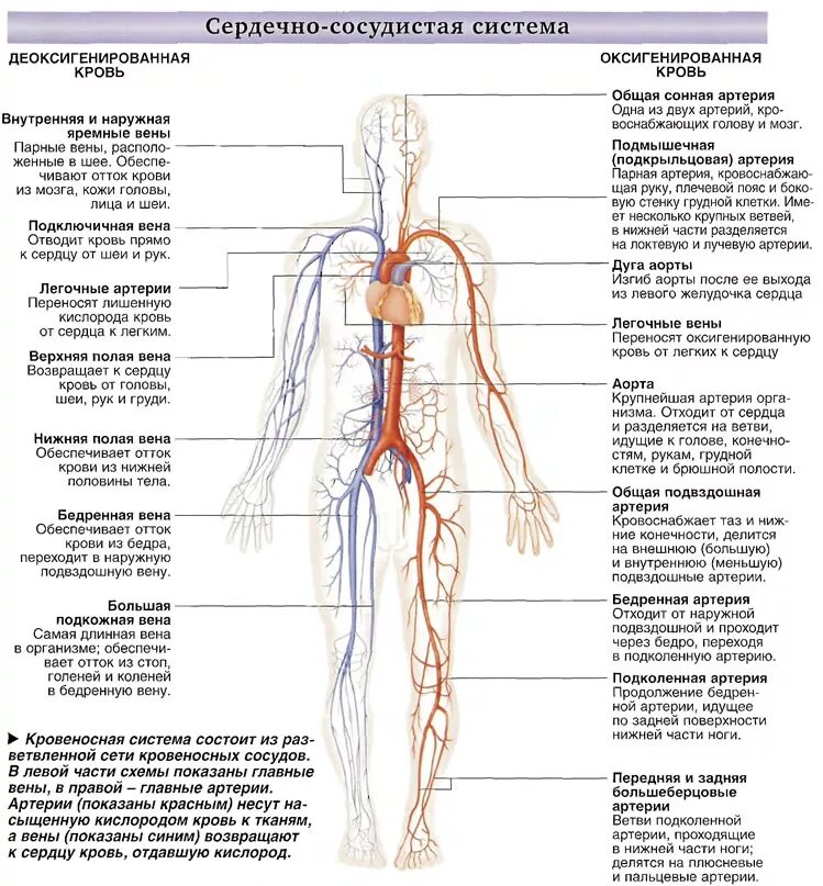 Расположение вен человека схема Сосуды человека названия