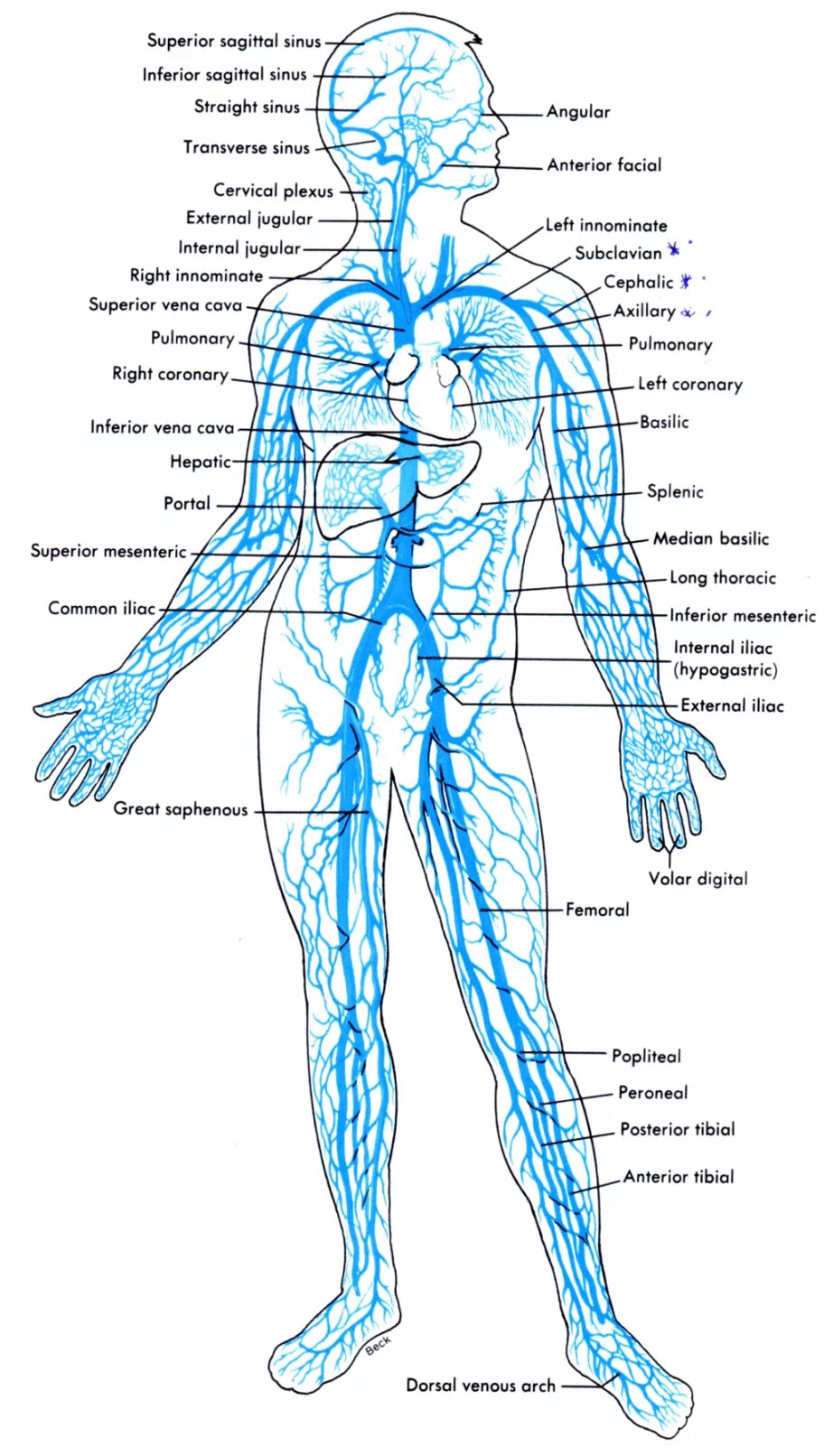 Расположение вен человека схема The Circulatory system - Venous #GreenCoffeeDrinkForWeightLoss Circulatory syste