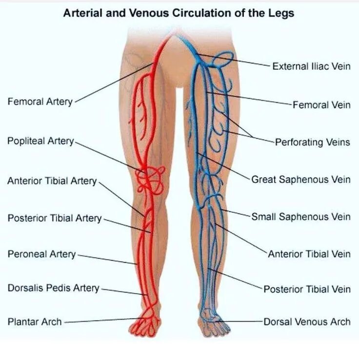 Расположение вен на ногах человека схема Arteries and veins of leg Arteries anatomy, Venous insufficiency, Vascular ultra