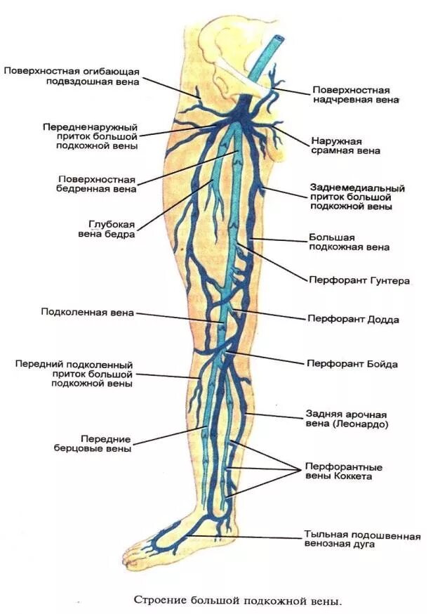 Расположение вен на ногах человека схема 1. Острые нарушения венозного оттока.