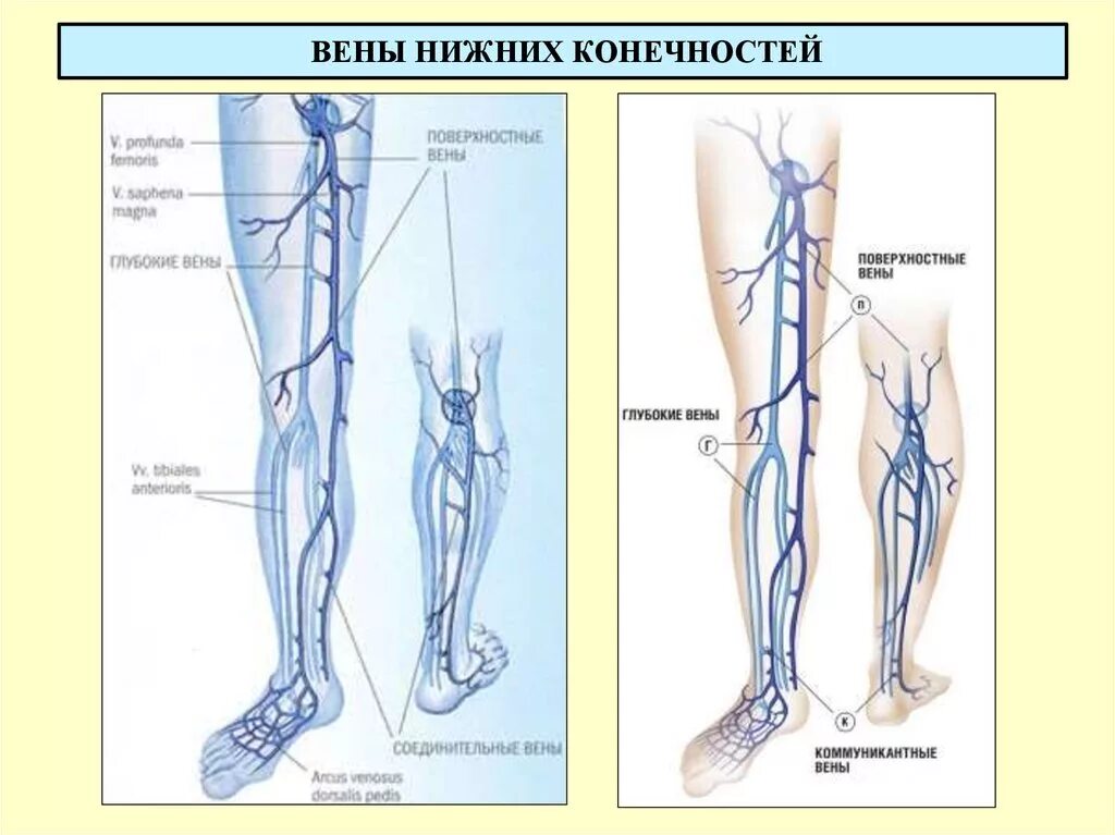 Расположение вен на ногах человека схема Внутренние вены нижних