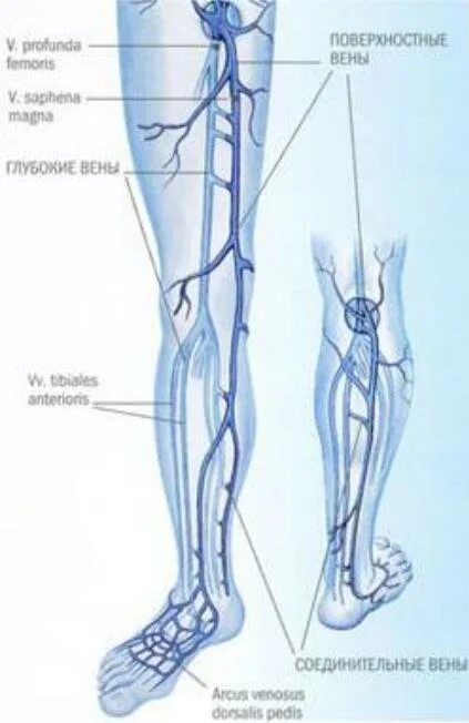 Расположение вен на ногах человека схема Вены ноги человека