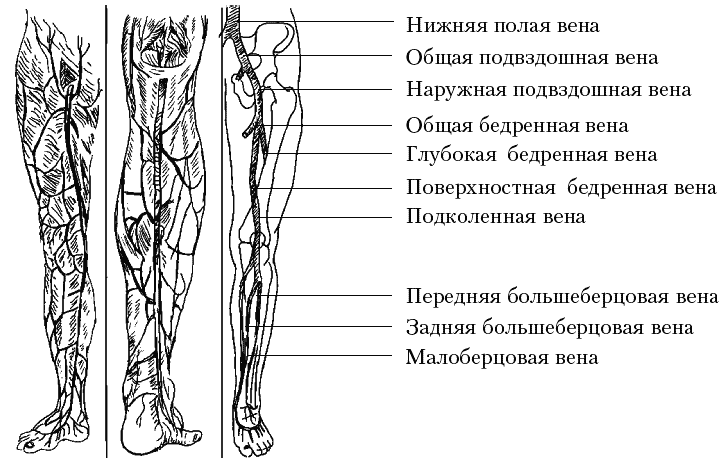 Расположение вен на ногах человека схема Виктор Горбунов, Варикозное расширение вен. Лечение традиционными и нетрадиционн