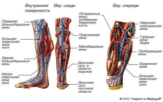 Расположение вен на ногах человека схема Вены нижних конечностей (схема) - Мегаэнциклопедия Кирилла и Мефодия - медиаобъе