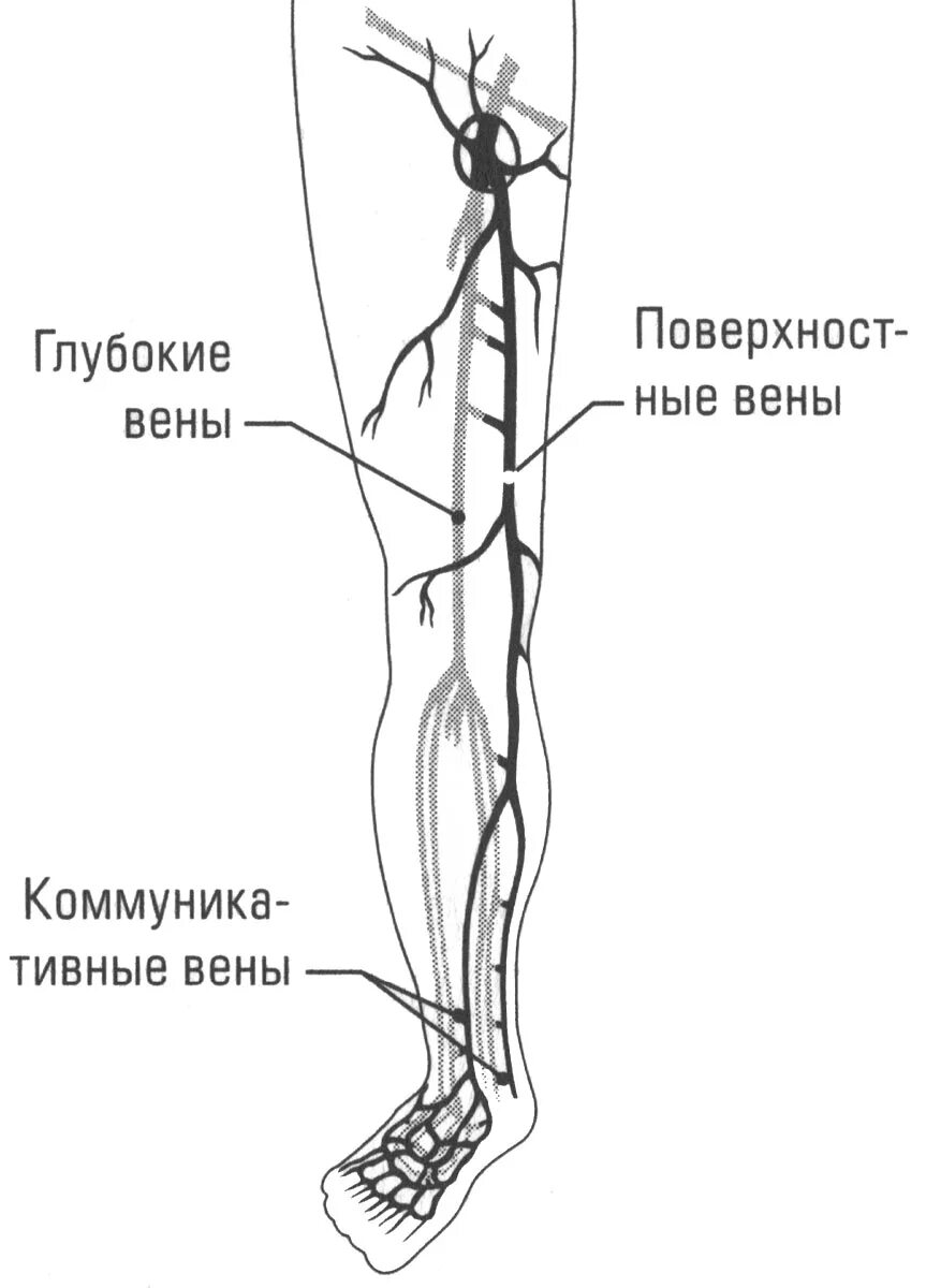 Расположение вен на ногах человека схема 4.1 Сердечно-сосудистая система человека