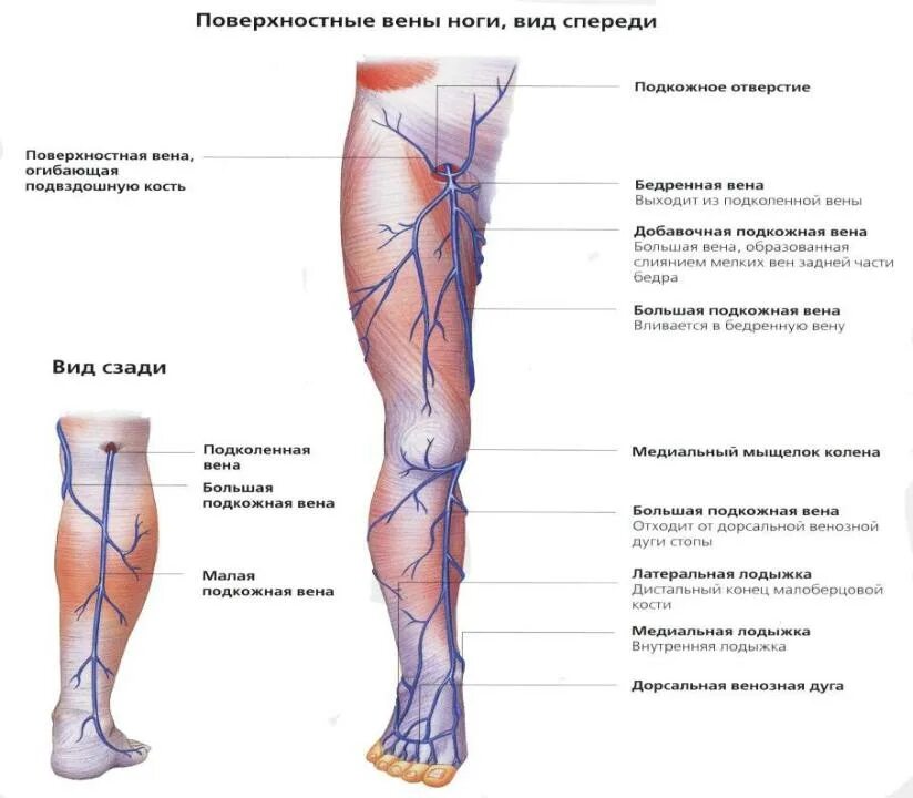 Расположение вен на ногах человека схема Презентация на тему: Ветви задней большеберцовой артерии