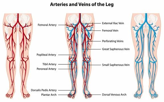 Расположение вен на ногах человека схема Leg Arteries Зображення - огляд 3,081 Стокові фото, векторні зображення й відео 