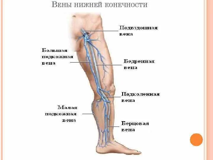 Расположение вен на ногах человека схема Большая глубокая вена: найдено 86 изображений