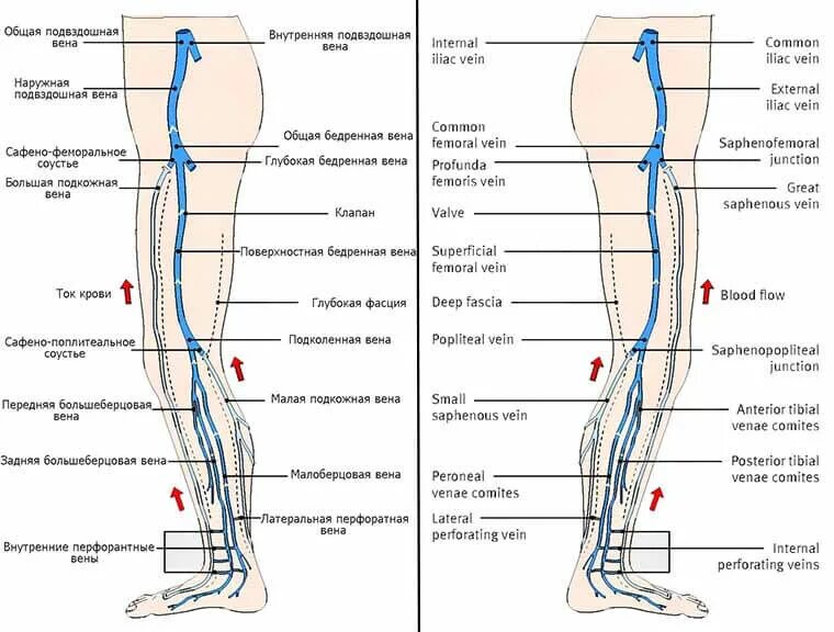 Расположение вен на ногах человека схема Тромбофлебит глубоких вен нижних конечностей : причины, симптомы, диагностика, л